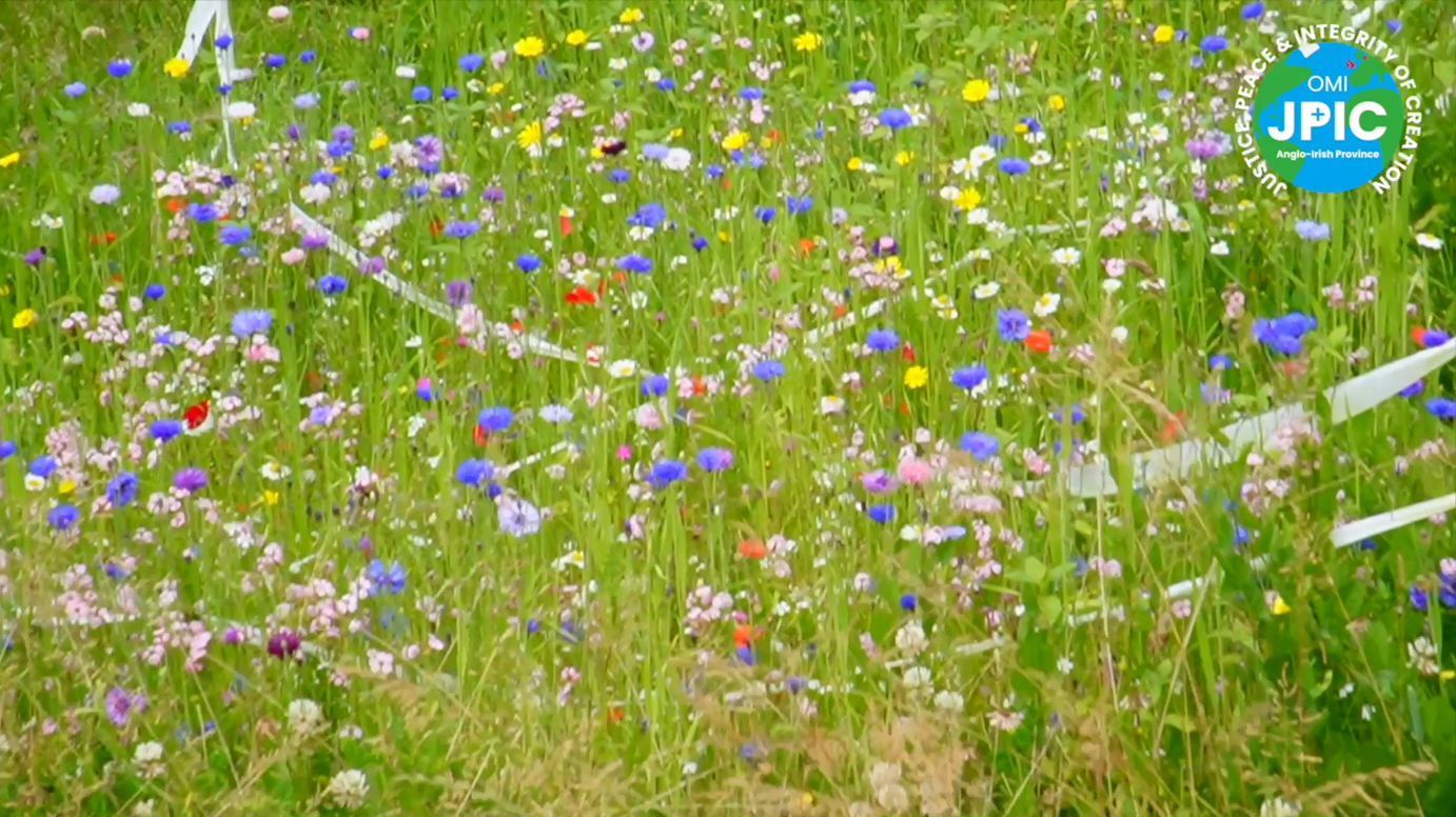 wild garden biodiversity